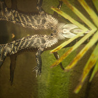 Alligator_0004 //images.artistrunwebsite.com/gallery/img_1964511469338254_large.jpg?1469338581