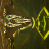 Alligator_0007 //images.artistrunwebsite.com/gallery/img_1964521469338257_large.jpg?1469338577