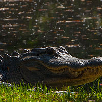 Alligator_0009 //images.artistrunwebsite.com/gallery/img_1964531469338260_large.jpg?1469338397