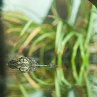 Alligator_0008 //images.artistrunwebsite.com/gallery/img_1964541469338260_large.jpg?1469338572