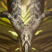 Alligator_0006 //images.artistrunwebsite.com/gallery/img_1964551469338262_large.jpg?1469338569