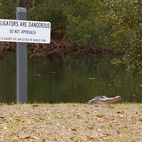 Alligator_0011 //images.artistrunwebsite.com/gallery/img_1964561469338269_large.jpg?1469338397