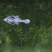 Alligator_0013 //images.artistrunwebsite.com/gallery/img_1964571469338273_large.jpg?1469338397