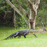 Alligator_0012 //images.artistrunwebsite.com/gallery/img_1964581469338273_large.jpg?1469338456