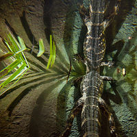 Alligator_0010 //images.artistrunwebsite.com/gallery/img_1964591469338275_large.jpg?1469338563