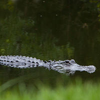 Alligator_0014 //images.artistrunwebsite.com/gallery/img_1964601469338277_large.jpg?1469338397