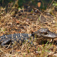 Alligator_0015 //images.artistrunwebsite.com/gallery/img_1964611469338282_large.jpg?1469338492