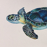 Turtle //images.artistrunwebsite.com/gallery/img_1994111470523510_large.jpg?1501788821