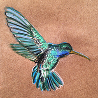 Hummingbird Colored Pencil Study - Private Collection //images.artistrunwebsite.com/gallery/img_2000761471056292_large.png?1474177673