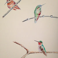 Humming Bird In Tree Study - Private Collection //images.artistrunwebsite.com/gallery/img_2000771471056314_large.jpg?1474177673