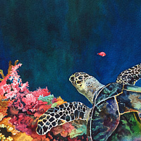 Turtle and Coral Reef //images.artistrunwebsite.com/gallery/img_2008501480293304_large.jpg?1501788763