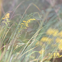 Goldenrod //images.artistrunwebsite.com/gallery/img_2060511474866291_large.jpg?1474871078