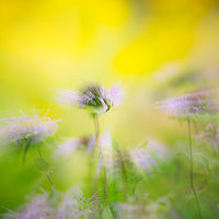 Double Flower //images.artistrunwebsite.com/gallery/img_2060561474866363_large.jpg?1474870949