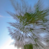Shooting Pine //images.artistrunwebsite.com/gallery/img_2060571474866364_large.jpg?1474870936