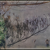Branches In The Creek //images.artistrunwebsite.com/gallery/img_2060591474866387_large.jpg?1474870889