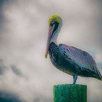 Pelican On A Post //images.artistrunwebsite.com/gallery/img_2060681474866954_large.jpg?1474867165