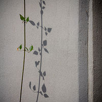 Vine Shadow //images.artistrunwebsite.com/gallery/img_2060691474866968_large.jpg?1474867183