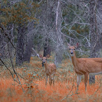 Doe & Fawn //images.artistrunwebsite.com/gallery/img_2060731474867007_large.jpg?1474867203