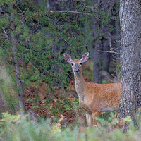 Up North Deer //images.artistrunwebsite.com/gallery/img_2060751474867020_large.jpg?1474867262