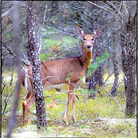 Are You Looking At Me? //images.artistrunwebsite.com/gallery/img_2060761474867073_large.jpg?1474867286
