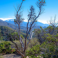 Happy Tree //images.artistrunwebsite.com/gallery/img_2061241474868980_large.jpg?1488509469
