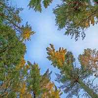 Towering Pines //images.artistrunwebsite.com/gallery/img_2061341474869149_large.jpg?1488509468