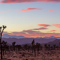 Joshua Tree //images.artistrunwebsite.com/gallery/img_2061401474869228_large.jpg?1488509468