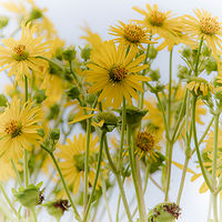 Sunflowers //images.artistrunwebsite.com/gallery/img_2061411474869245_large.jpg?1488509468