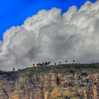 Mountain Tree Line //images.artistrunwebsite.com/gallery/img_2061451474872489_large.jpg?1488509468