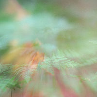 Soft Ferns //images.artistrunwebsite.com/gallery/img_2061981474912199_large.jpg?1475086106