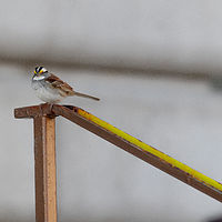 White Throated Sparrow //images.artistrunwebsite.com/gallery/img_2062111474913764_large.jpg?1474914128