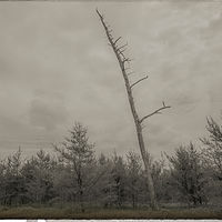 Jack Pine //images.artistrunwebsite.com/gallery/img_2062301474915635_large.jpg?1474919264