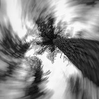 Swirled Trees //images.artistrunwebsite.com/gallery/img_2062311474915649_large.jpg?1474919251