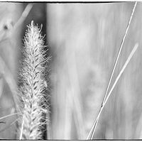 Grass //images.artistrunwebsite.com/gallery/img_2062351474915938_large.jpg?1474919243
