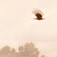 A Lot Of Crow //images.artistrunwebsite.com/gallery/img_2062441474916347_large.jpg?1474919209