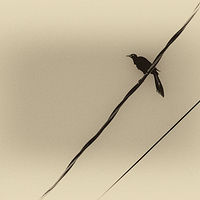 Great Tailed Grackle //images.artistrunwebsite.com/gallery/img_2062521474916832_large.jpg?1474919183