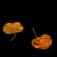 IMG_5062 Final copy //images.artistrunwebsite.com/gallery/img_2063251475006398_large.jpg?1475086090