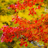 IMG_5123 a //images.artistrunwebsite.com/gallery/img_2063291475006709_large.jpg?1475086311