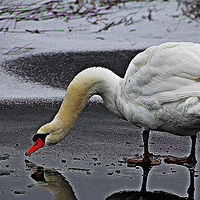 Swan //images.artistrunwebsite.com/gallery/img_2063381475007055_large.jpg?1475086280