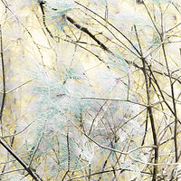 Birch in the Second Week of April //images.artistrunwebsite.com/gallery/img_2068181475643653_large.jpg?1545699744