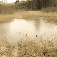 Pond in November //images.artistrunwebsite.com/gallery/img_2068211475644380_large.jpg?1542259391