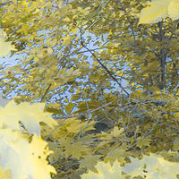 Pondside //images.artistrunwebsite.com/gallery/img_2071161475914651_large.jpg?1542259391