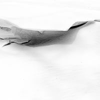 Snow Bird //images.artistrunwebsite.com/gallery/img_2071231475915061_large.jpg?1542259392