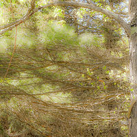 Tree Trunk Holding her Young //images.artistrunwebsite.com/gallery/img_2071631475980552_large.jpg?1545699742