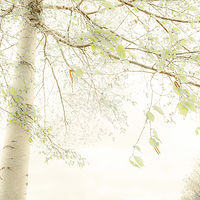 Birch in Early May //images.artistrunwebsite.com/gallery/img_2071721475981035_large.jpg?1545699744