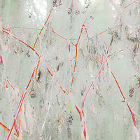 Siberian Dogwood //images.artistrunwebsite.com/gallery/img_2071791475982634_large.jpg?1545699744