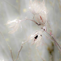 Somersworth Forest //images.artistrunwebsite.com/gallery/img_2071801475982652_large.jpg?1545699742
