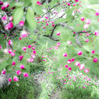 Apple Tree at Anne's //images.artistrunwebsite.com/gallery/img_2073701476176689_large.jpg?1545699744
