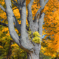 Insane Fall Color //images.artistrunwebsite.com/gallery/img_2076601476348686_large.jpg?1545699744