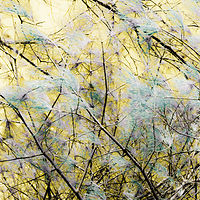Emerging Birch //images.artistrunwebsite.com/gallery/img_2079031476415043_large.jpg?1479116959